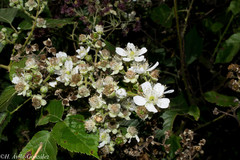 Rubus palmeri