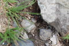 Bischoffitilla ardescens