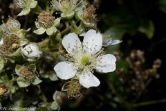 Rubus palmeri