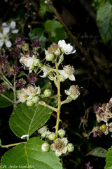 Rubus palmeri