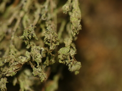 Bilimbia sabuletorum