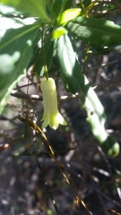 Billardiera uniflora