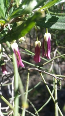 Billardiera uniflora
