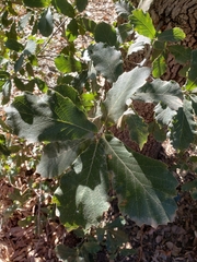 Quercus diversifolia