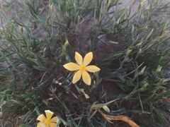 Sisyrinchium vaginatum