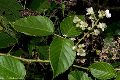 Rubus palmeri