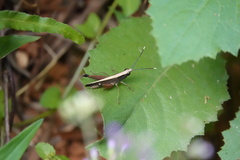 Phlaeoba antennata