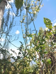 Scyphostelma microphylla