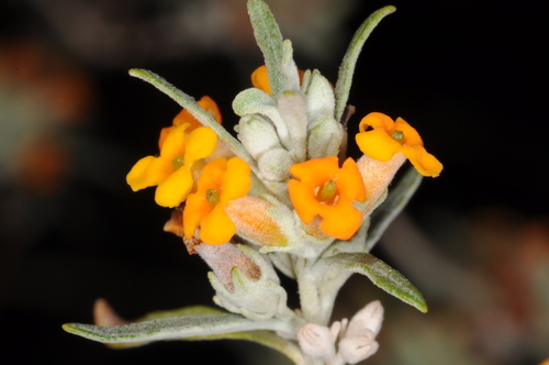 Buddleja mendozensis Gillies ex Benth.