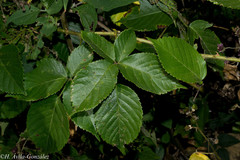 Rubus palmeri