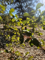 Quercus diversifolia