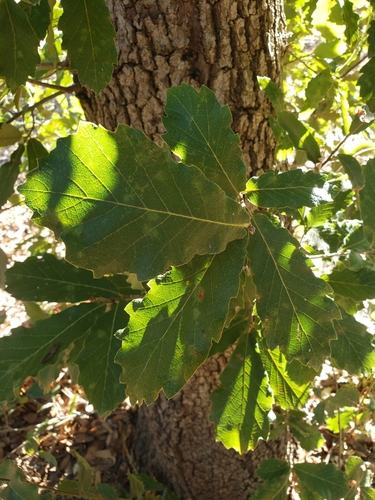 Quercus diversifolia