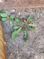 Taraxacum officinale