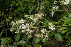 Rubus palmeri