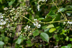 Rubus palmeri