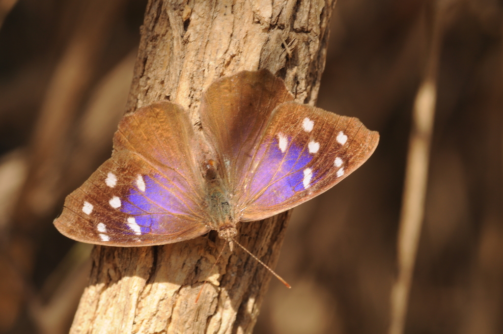 Florida Purplewing