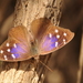 Eunica tatila bellaria - Photo (c) aacocucci, algunos derechos reservados (CC BY-NC), subido por aacocucci