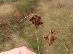 Juncus occidentalis
