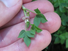 Trifolium monanthum