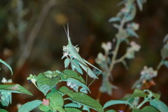 Acrida cinerea