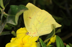 Phoebis neocypris