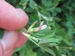 Trifolium monanthum