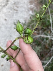 Aureolaria pectinata