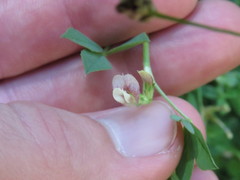 Trifolium monanthum