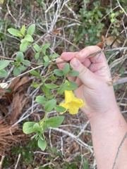 Aureolaria pectinata