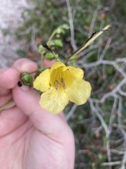 Aureolaria pectinata