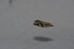 Euphona euphona