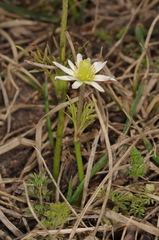 Anemone decapetala