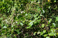 Rubus palmeri