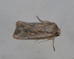 Persectania dyscrita