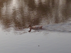 Anas platyrhynchos domesticus