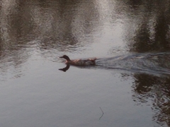 Anas platyrhynchos domesticus