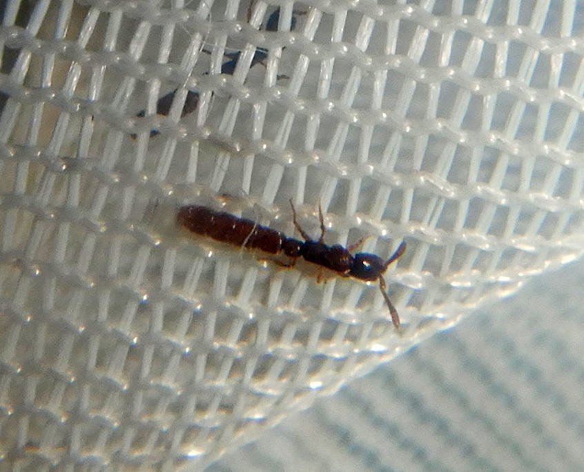Zasphinctus