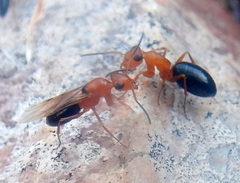 Opisthopsis haddoni rufoniger