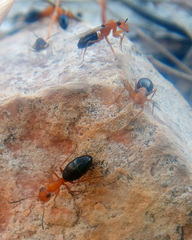 Opisthopsis haddoni rufoniger