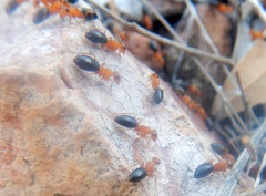 Opisthopsis haddoni rufoniger