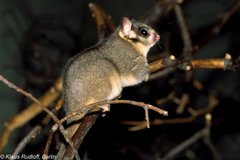 Leadbeater's Possum photo 4