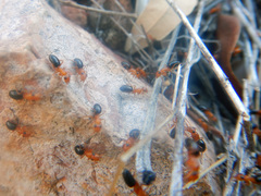 Opisthopsis haddoni rufoniger
