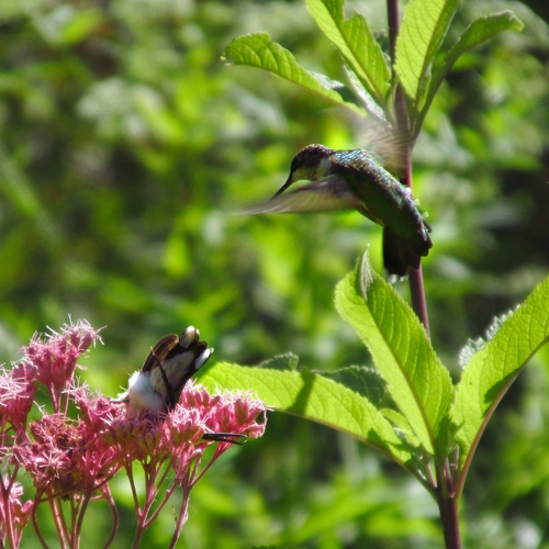 Ruby-throated Hummingbird photographed in Illinois