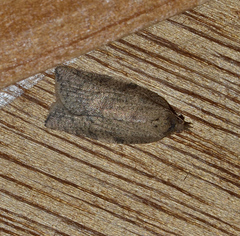 Meritastis polygraphana