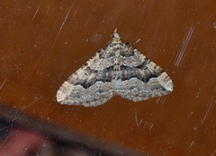 Epyaxa agelasta