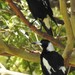Northern Black-backed Magpie - Photo (c) Sandy, some rights reserved (CC BY-NC), uploaded by Sandy