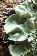 Parmotrema robustum