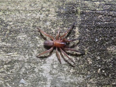 Dysderoidea