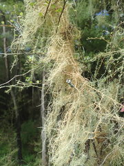 Usnea nidifica