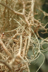 Usnea nidifica